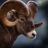 Gabriel The Goat